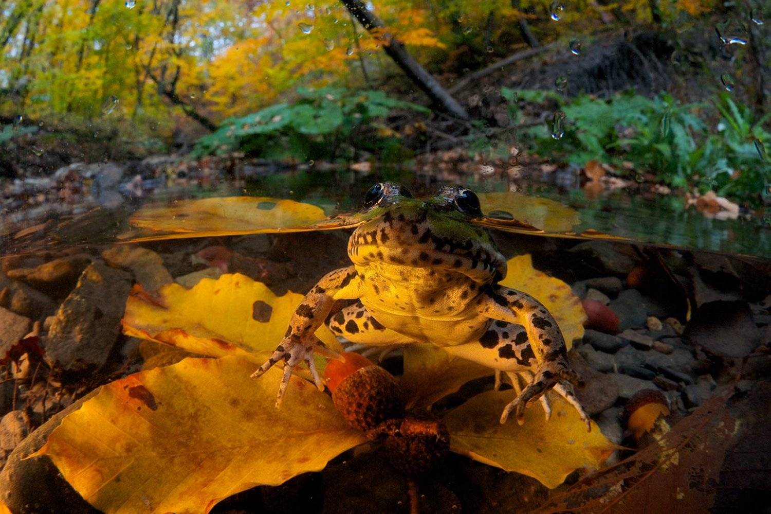 Лес, Лягушка, Осень, Прудовая лягушка, Ручей, Сплит, Никифоров Егор