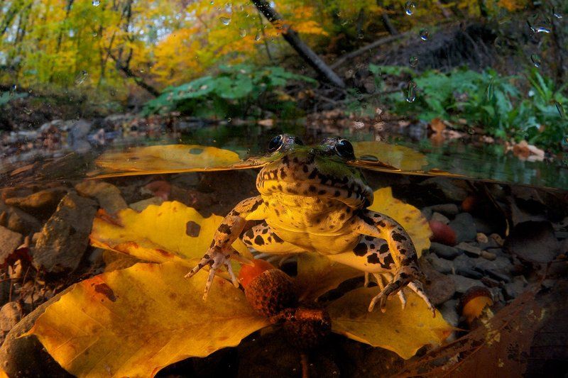 Лес, Лягушка, Осень, Прудовая лягушка, Ручей, Сплит Два мира одного царства фото превью