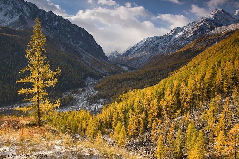 2014, алтай, горы, деревья, маашей, небо, облака, осень, река, россия, сентябрь, снег *** фото превью