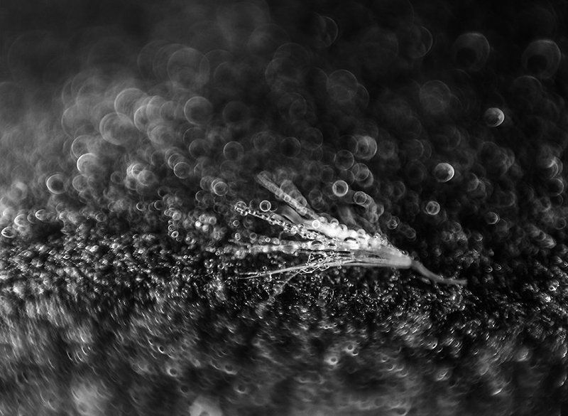 Bokeh Mania фото превью