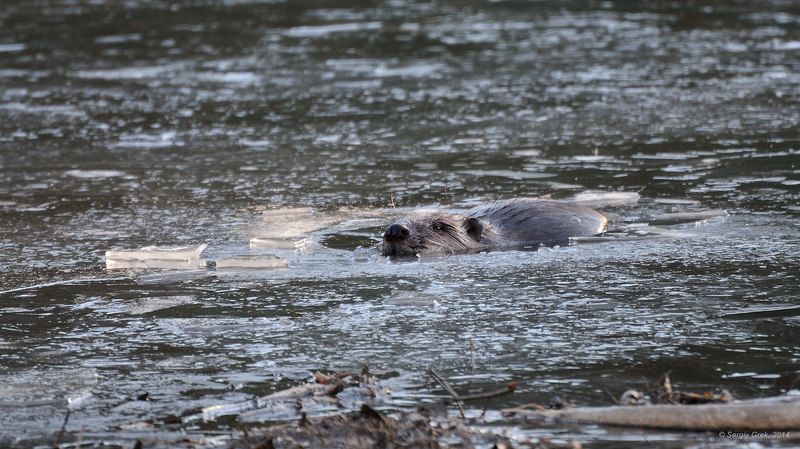 Во льдах... фото превью