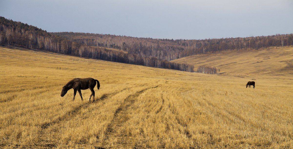 , Николай Морский