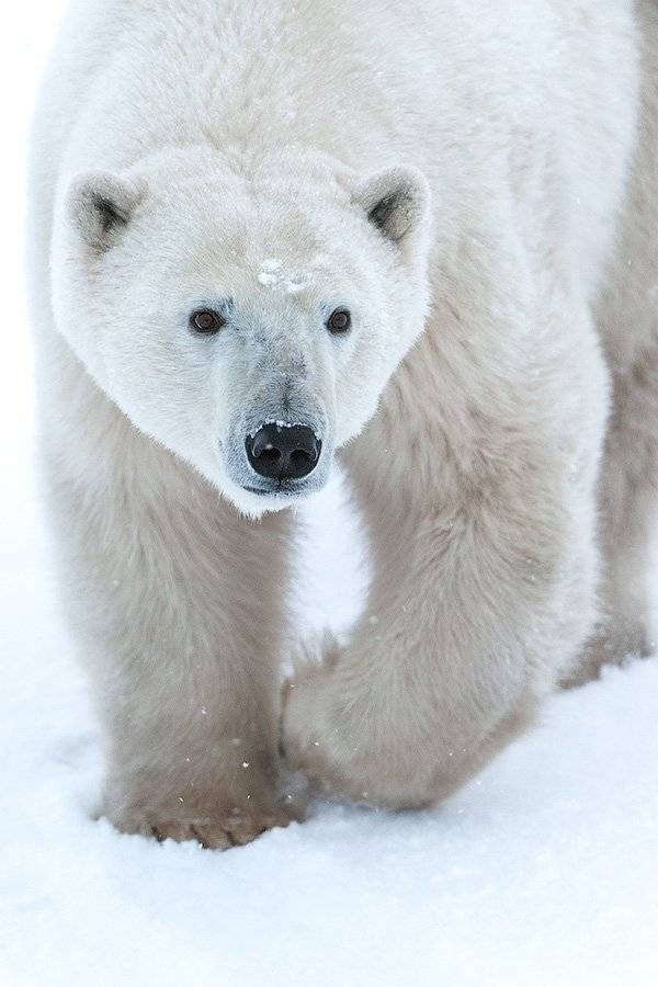 Белый медведь, СергейИванов, Сергей Иванов
