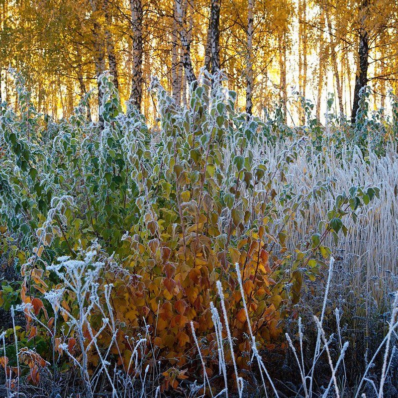 лето, зима, иней, поле, березы Лето vs Зима? фото превью