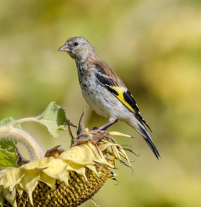 , алексей овчинников