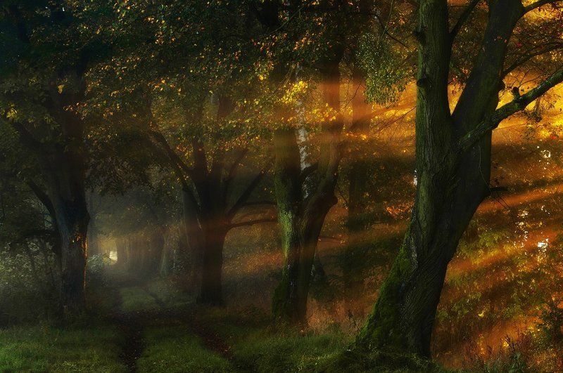 Magic alley... фото превью