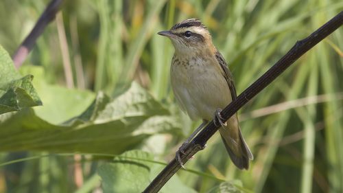 Sedge warbler.