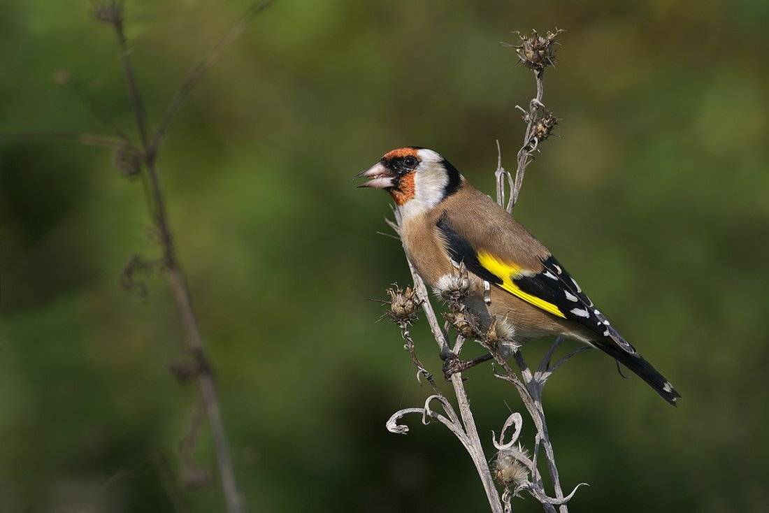 , Евгени Стефанов