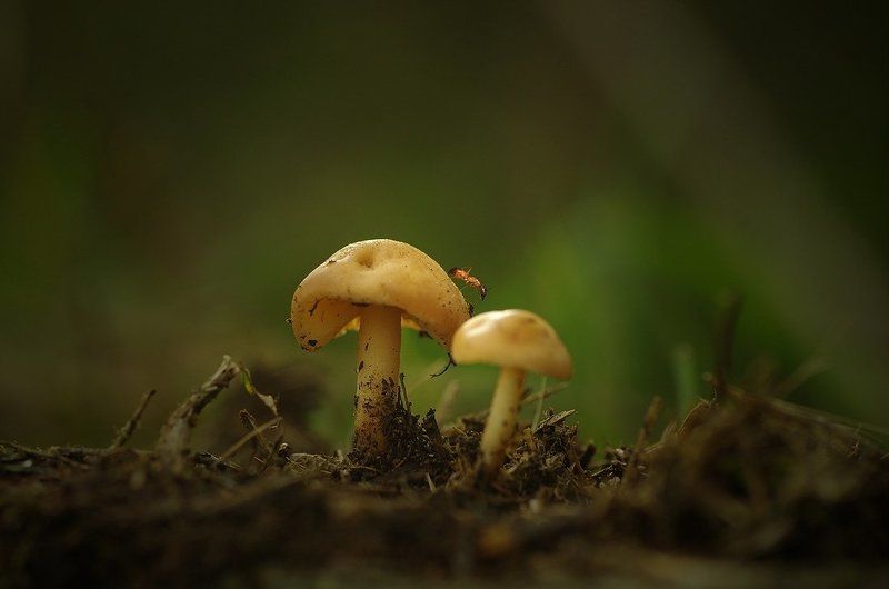 tale of an ant фото превью