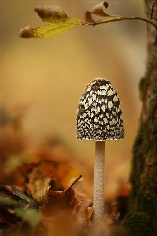 , Наталья Ова