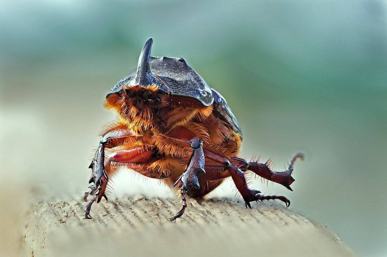 Жук, Лето, Александр Аседач