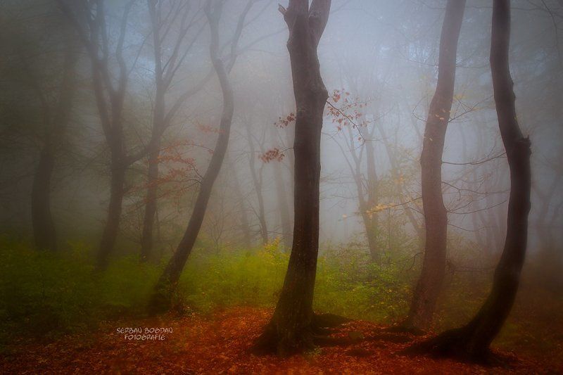 Thru the fog фото превью