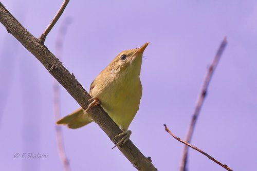 Marsh Warbler , Болотная камышевка - Acrocephalus palustris