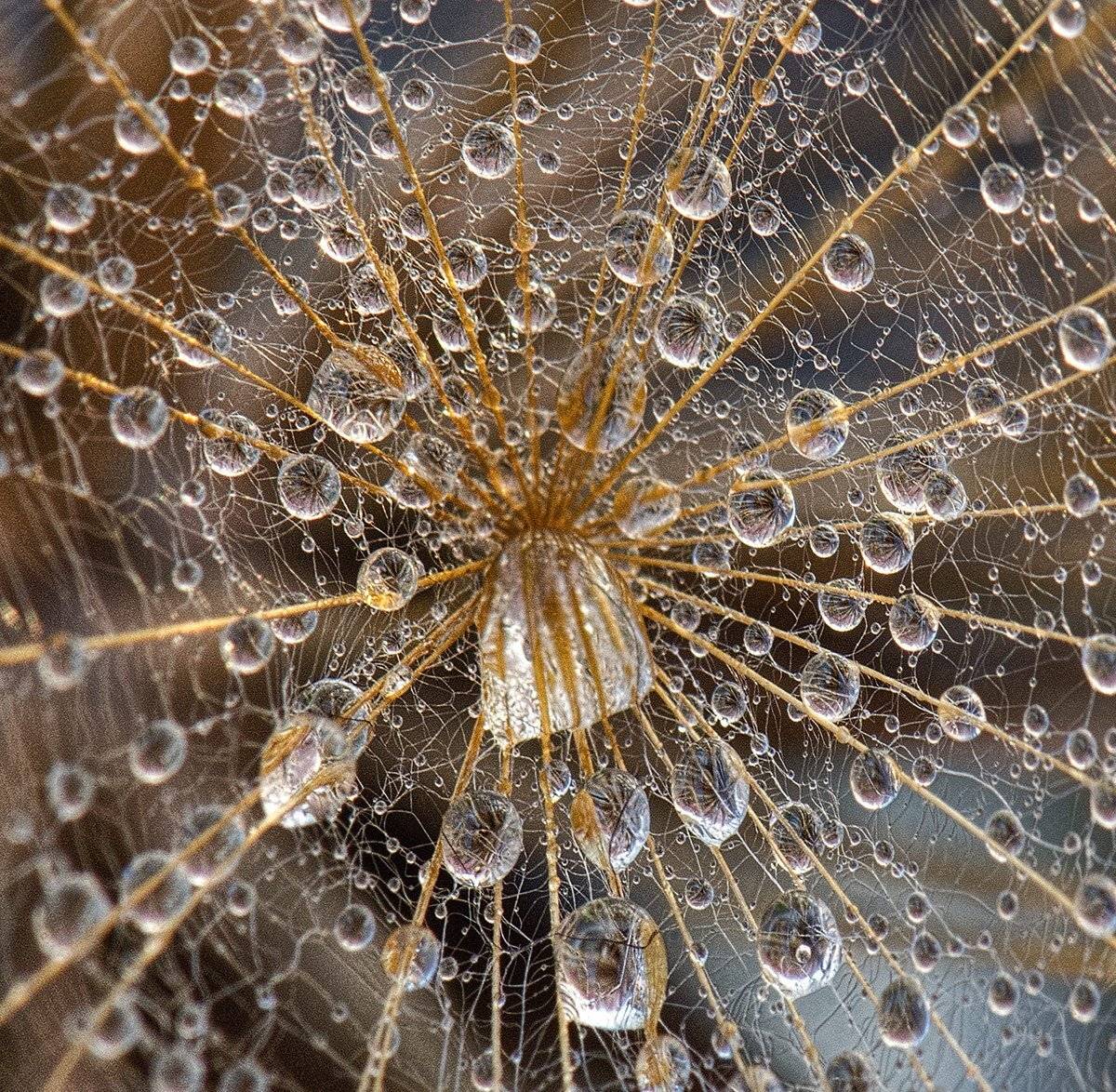 , Таня  Маркова