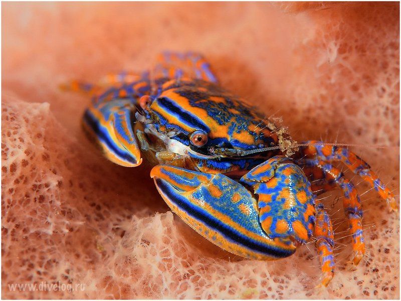Bali, Crab, Diving macro, Indonesia Crab фото превью