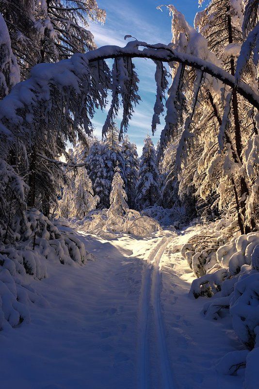 Лесная сказка фото превью