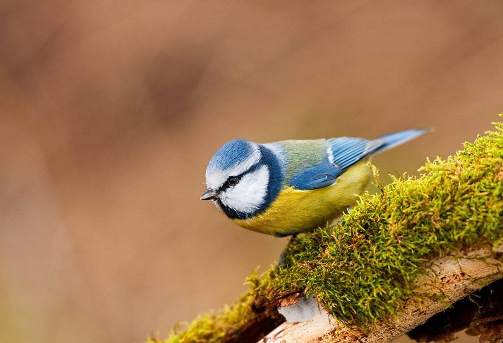 , Юрий Кулаков