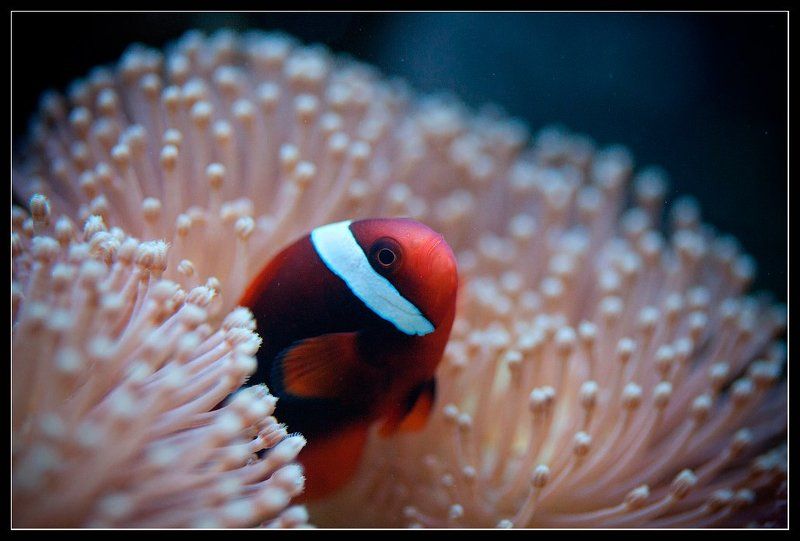 Из жизни рыб-одиночек. фото превью