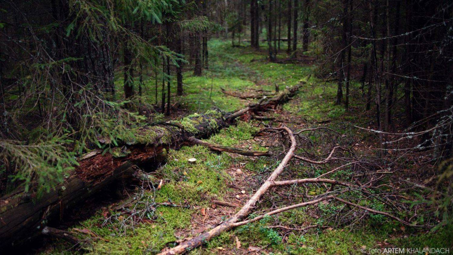 , Артем Халандач