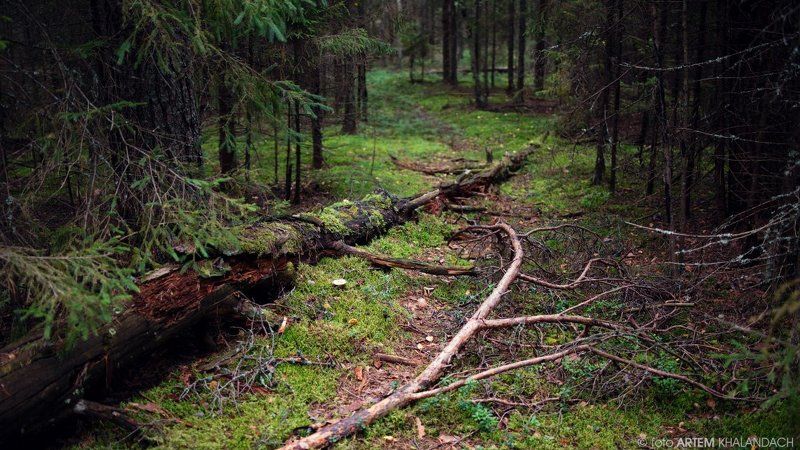 Старая тропа фото превью