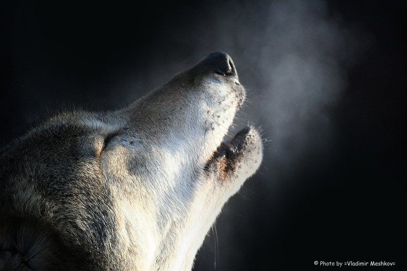 Howling Wolf. фото превью