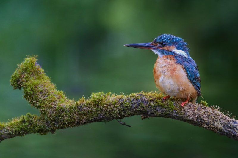 Зимородок, Красивая открытка, Портрет зимородка, Птичка на ветке, Саров, Фотограф, Фотоохота, Экзотическая птица, Яркое оперение Минутка отдыха фото превью