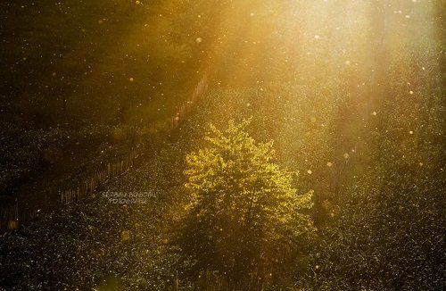 Crumbs of the sun (2)