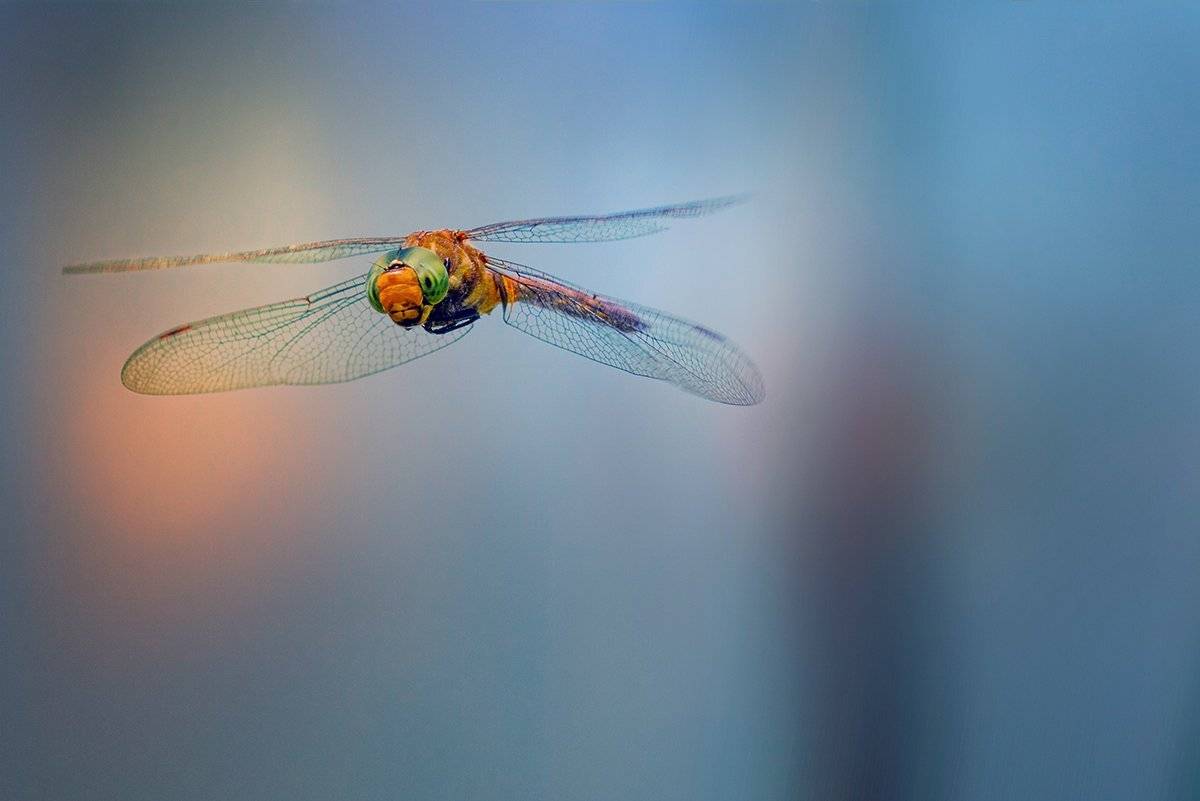 , Васил Анастасовски