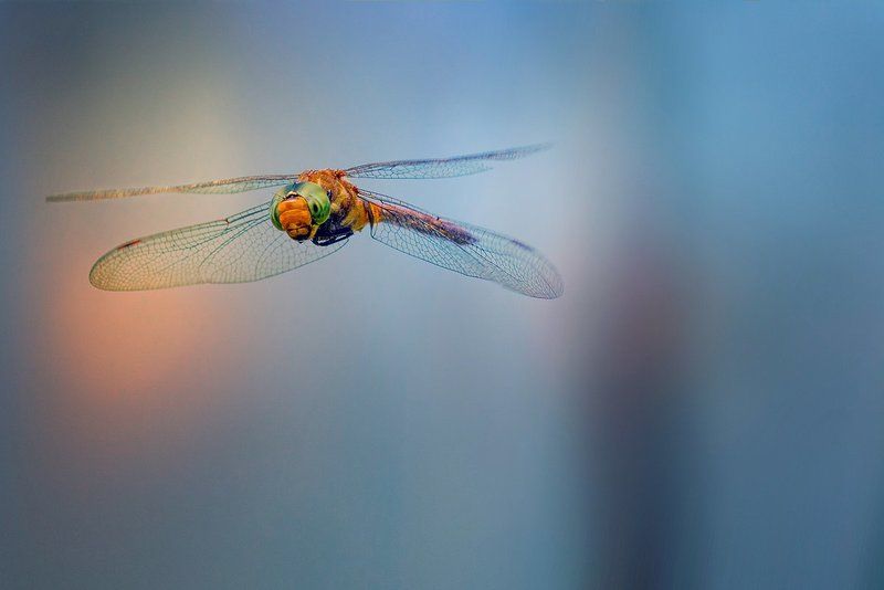 --*-- фото превью