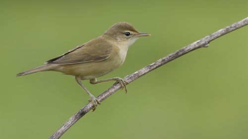 Marsh warbler.