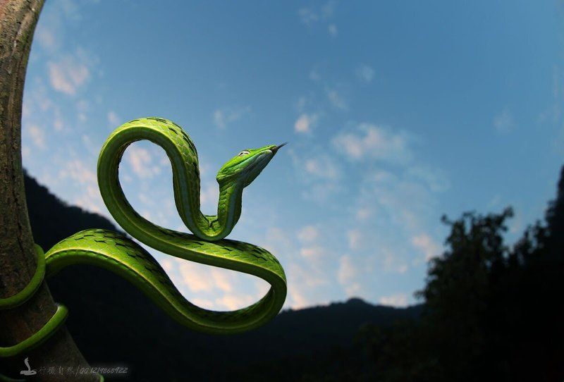 Тонкий зеленая змея фото превью