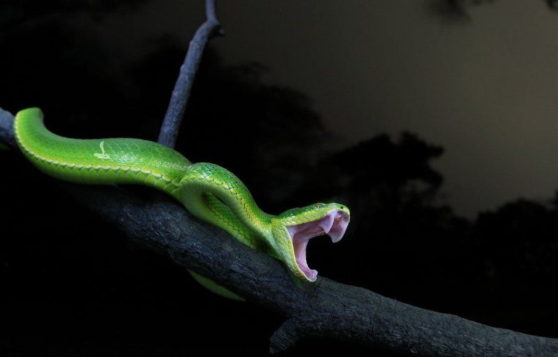 Trimeresurus фото превью