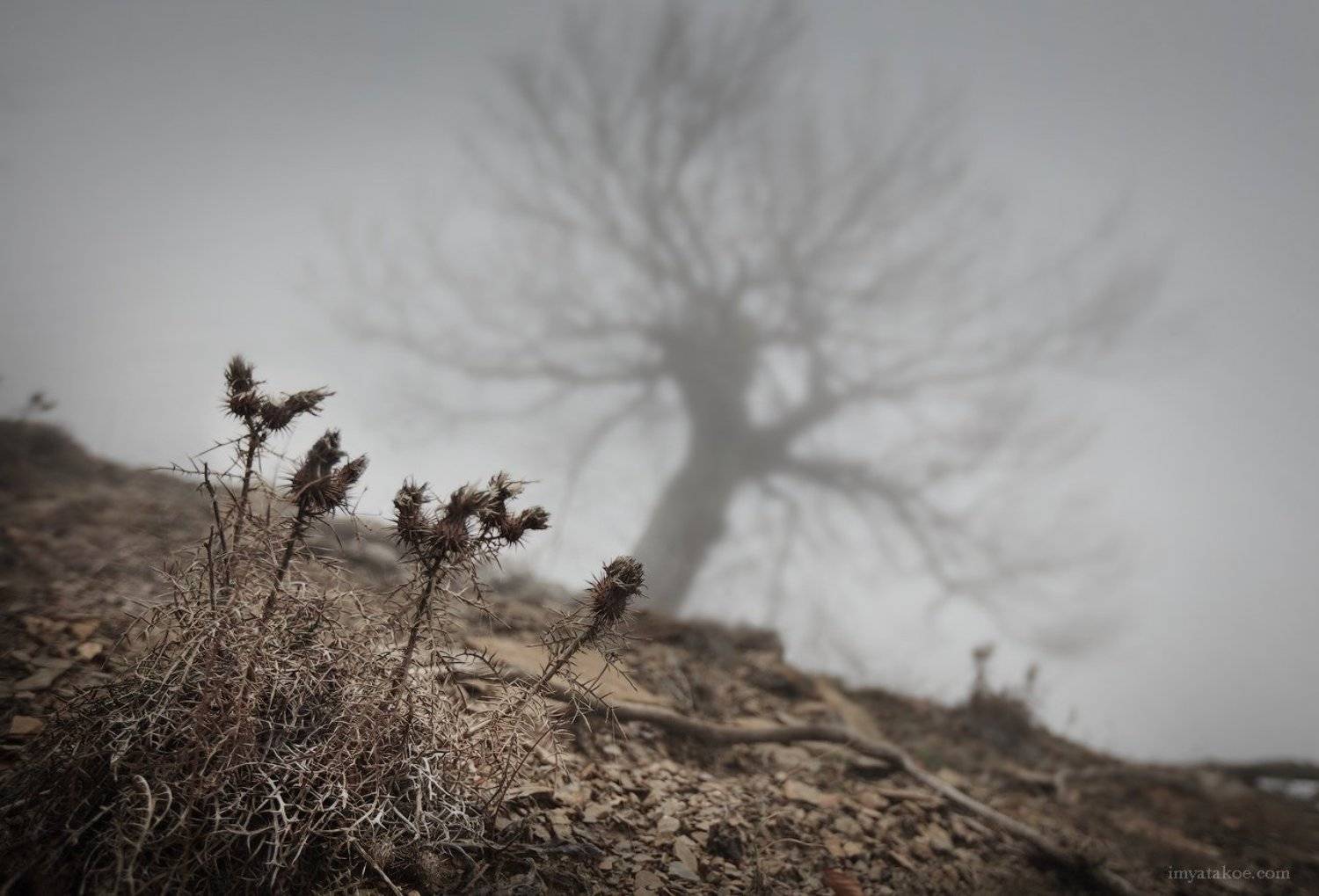 , Михаил Псарёв