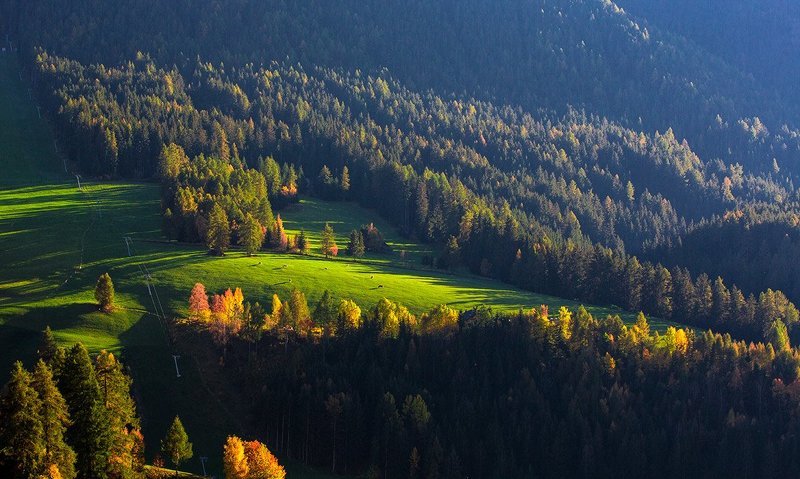 Паслись коровки на лугу......маленькие коровки.... фото превью