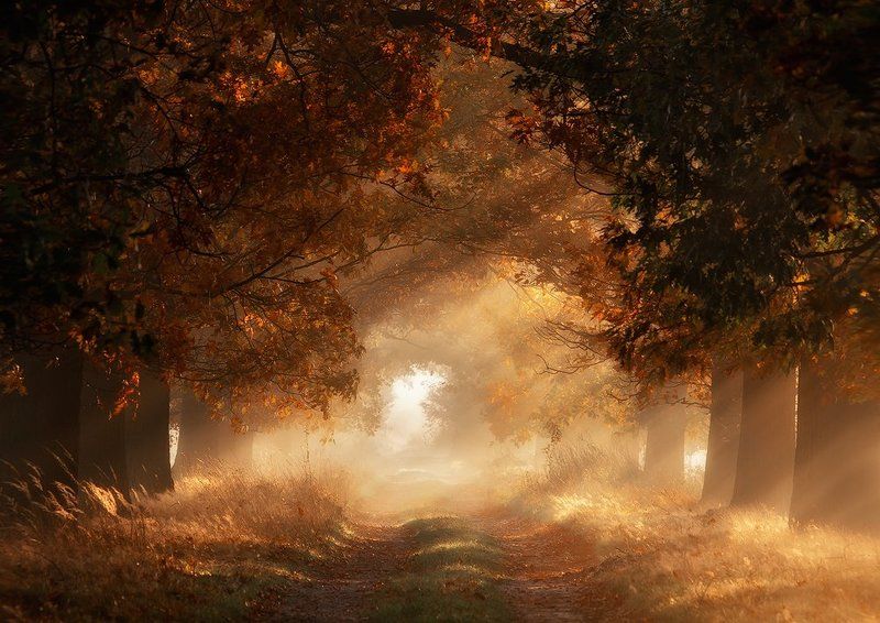 Autumn Alley фото превью