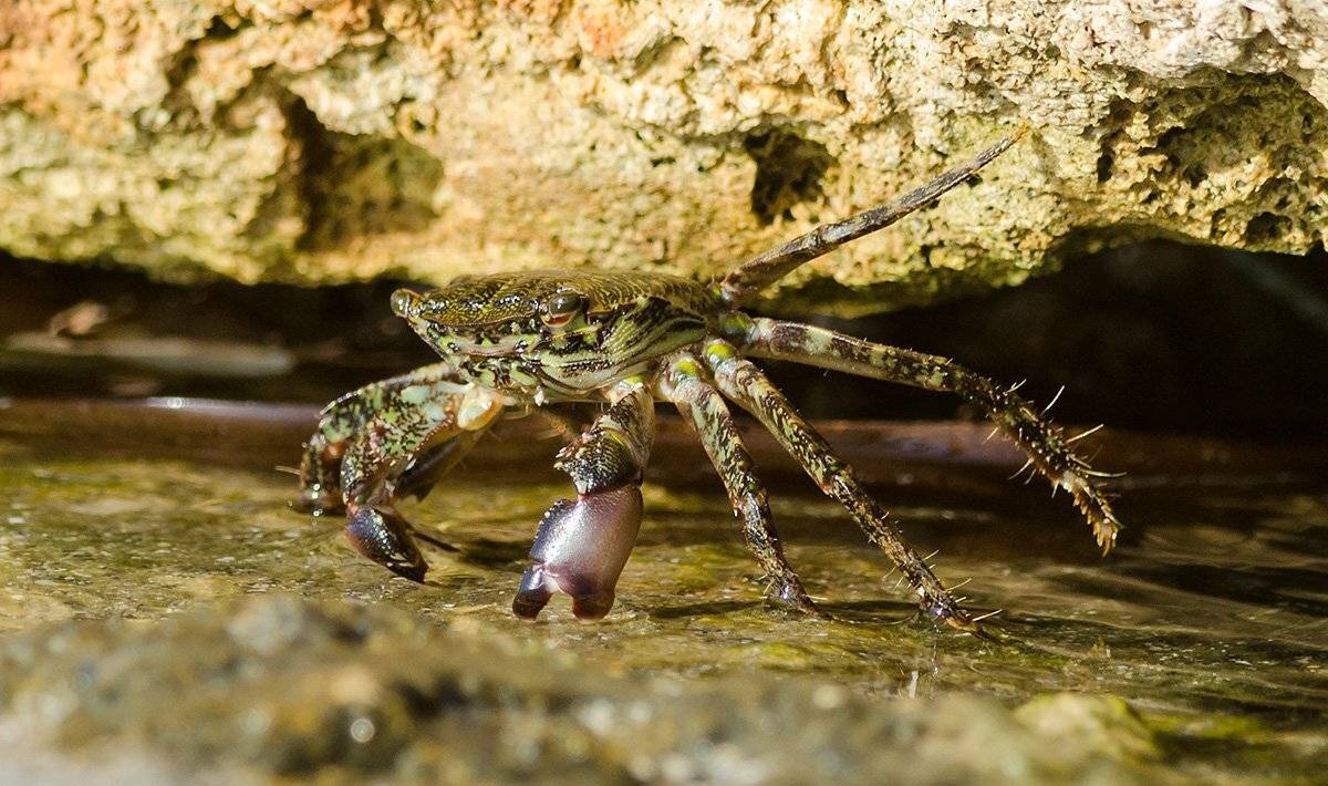 , алексей овчинников