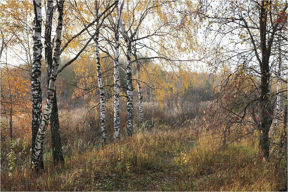 Берёзы, Октябрь, Осень, Пейзаж, Victor Pechenev