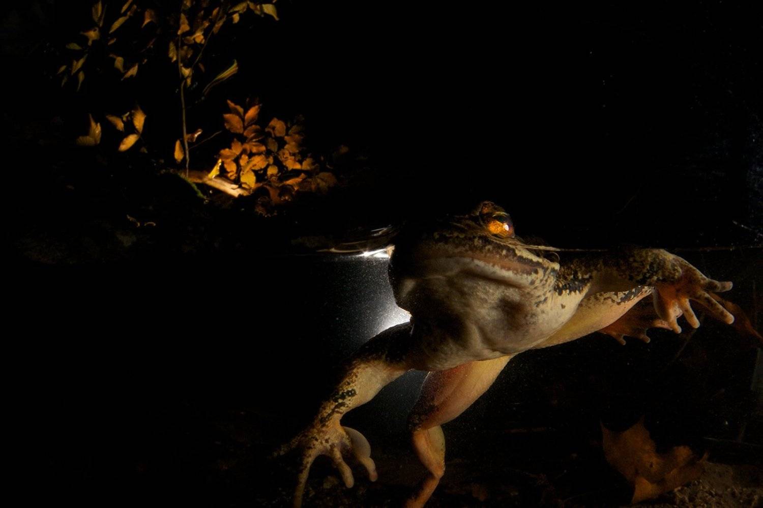 , Никифоров Егор