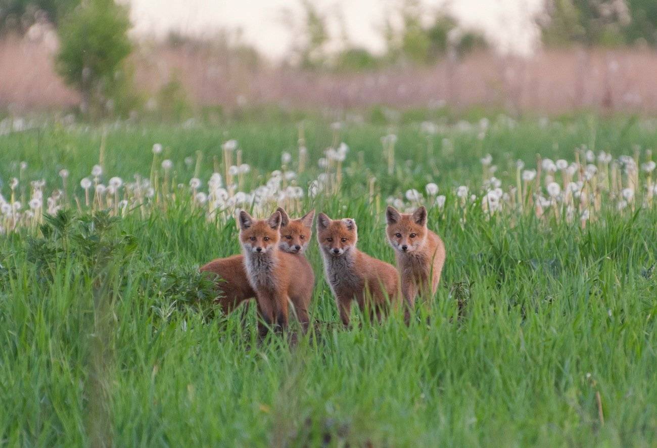 , Руслан Сигушин