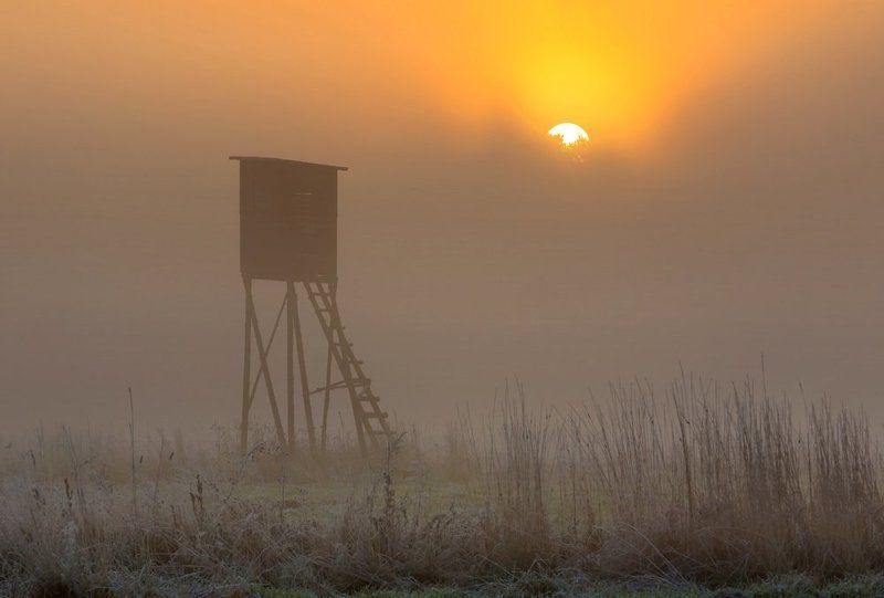 Raised hide фото превью
