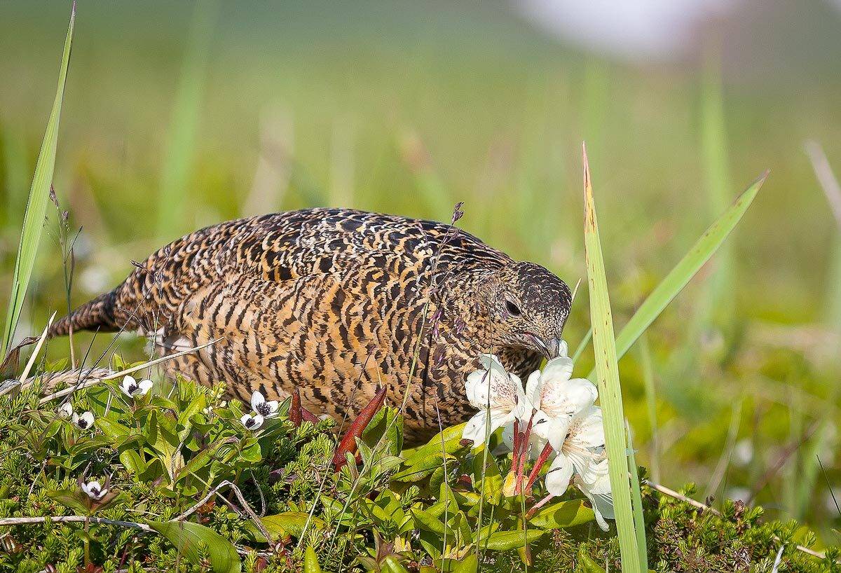 куропатка, рододендрон, Дмитрий Уткин