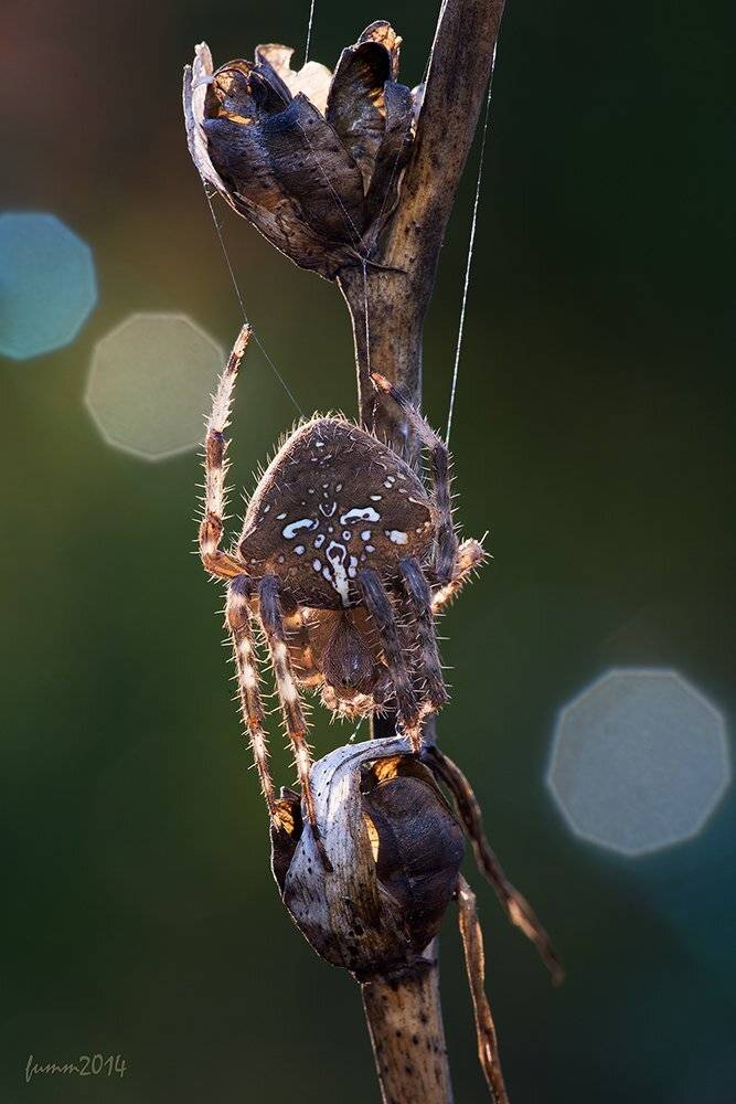 , Игорь ФУММ