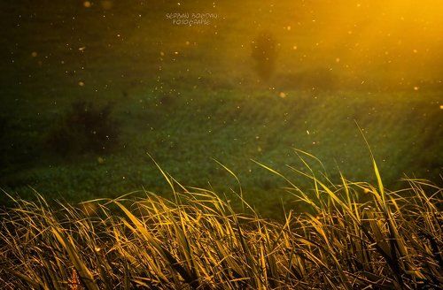 Crumbs of the sun (3)