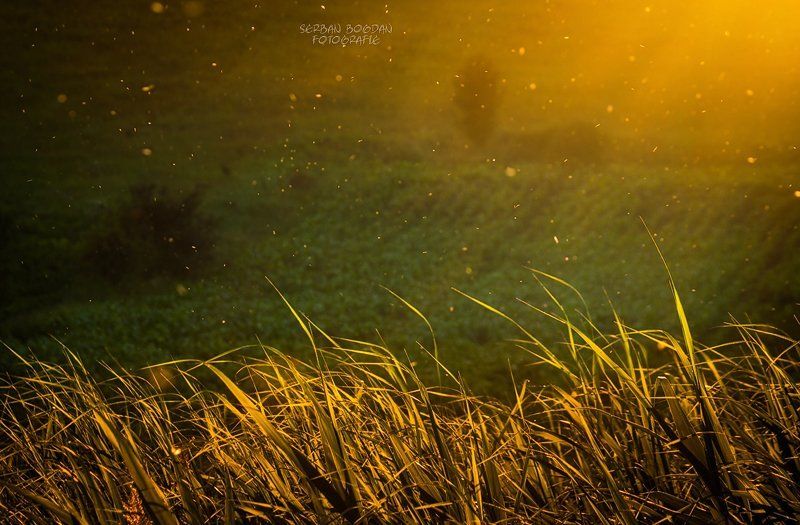 Crumbs of the sun (3) фото превью