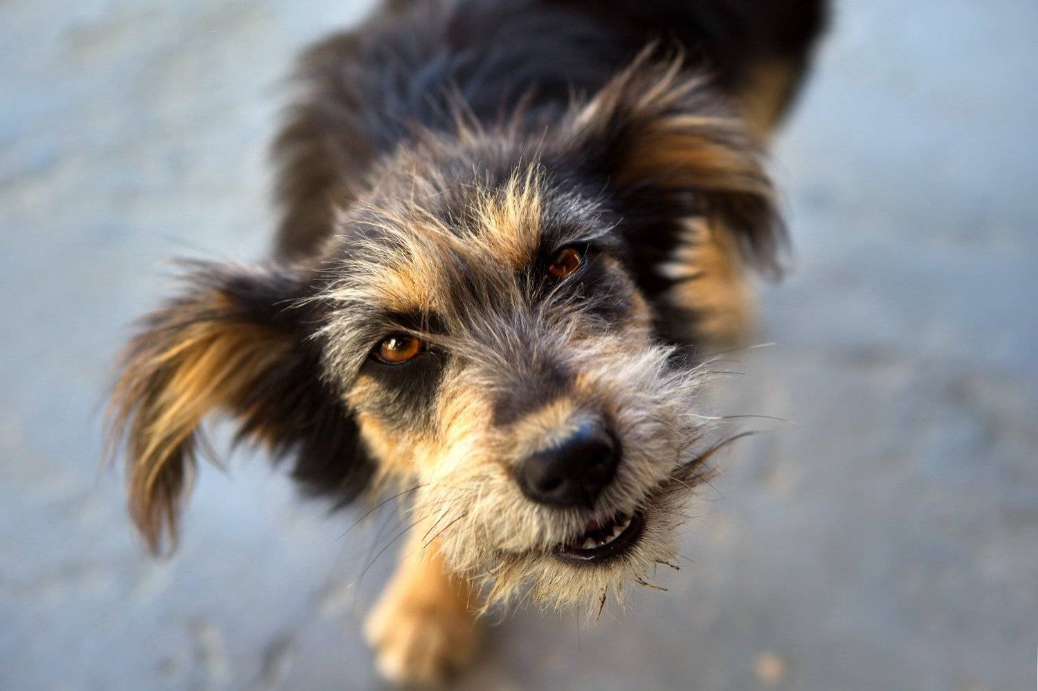 , Александр Перов