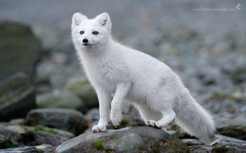 ПЕСЕЦ, ISO 16000!