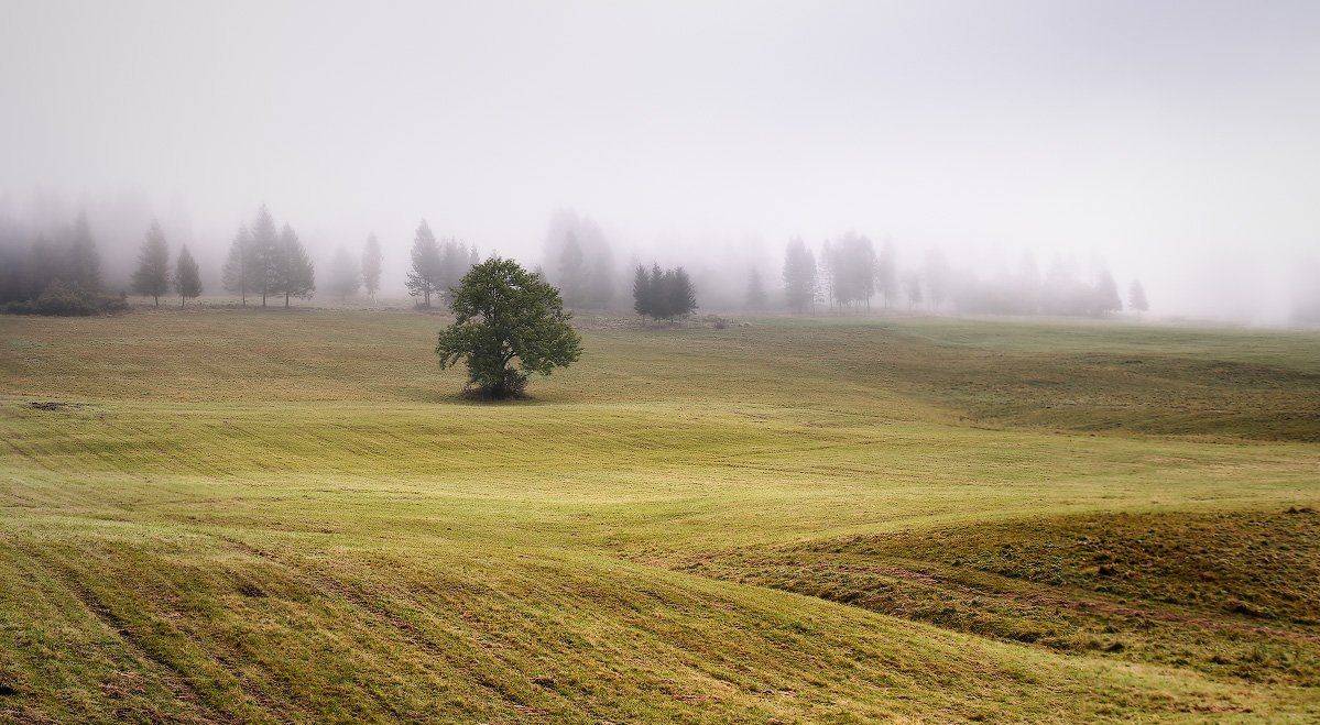 , Вейзе Максим