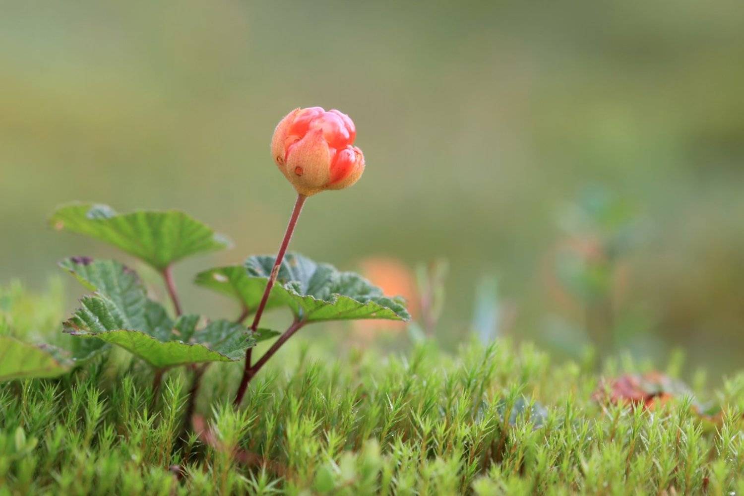 Болото, Морошка, Ягоды, Леонид