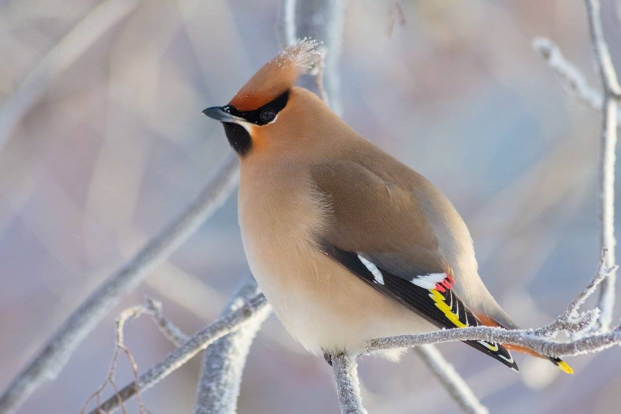 , Алексей Горохов