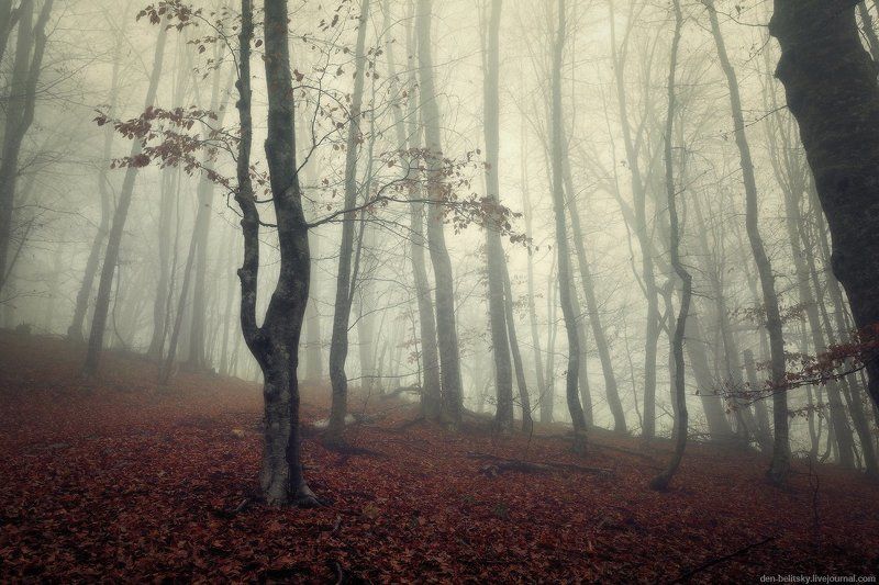 Призрачный лес фото превью